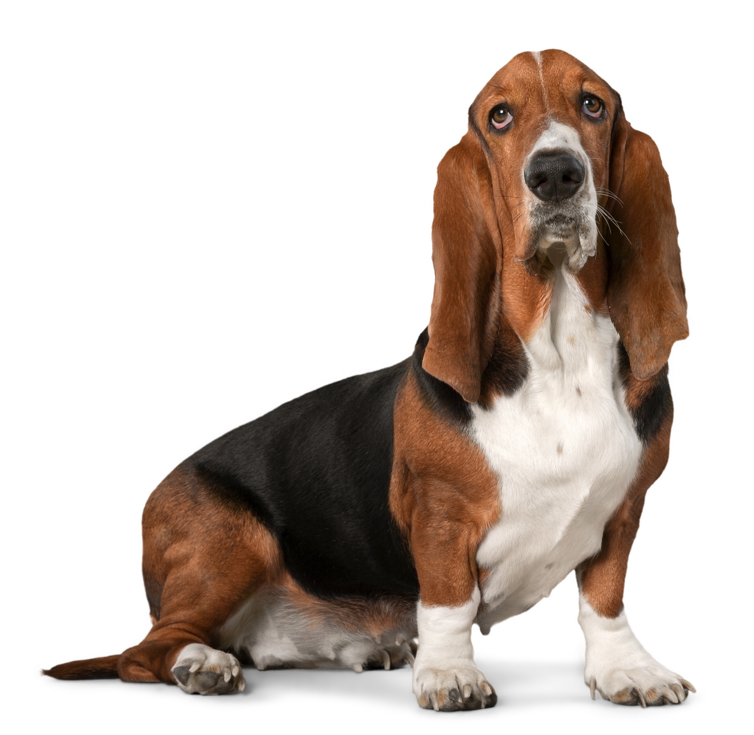 Basset Hound Backgrounds, Compatible - PC, Mobile, Gadgets| 1500x1463 px