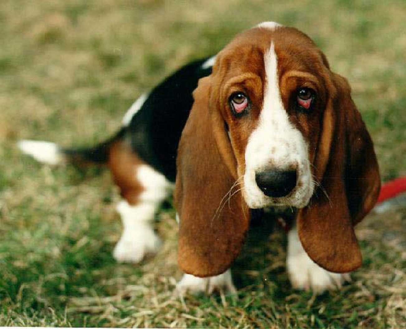 Basset Hound Backgrounds, Compatible - PC, Mobile, Gadgets| 1304x1056 px