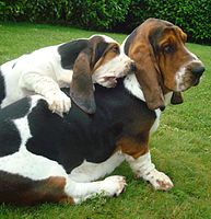 Amazing Basset Hound Pictures & Backgrounds