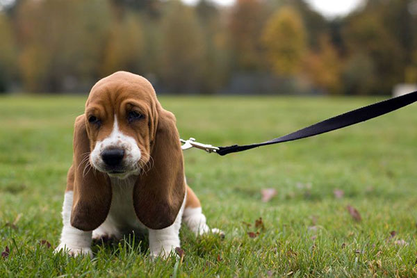 Basset Hound Backgrounds, Compatible - PC, Mobile, Gadgets| 600x400 px