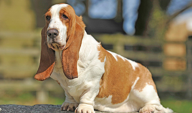 Basset Hound Backgrounds, Compatible - PC, Mobile, Gadgets| 645x380 px