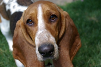 Nice wallpapers Basset Hound 333x222px