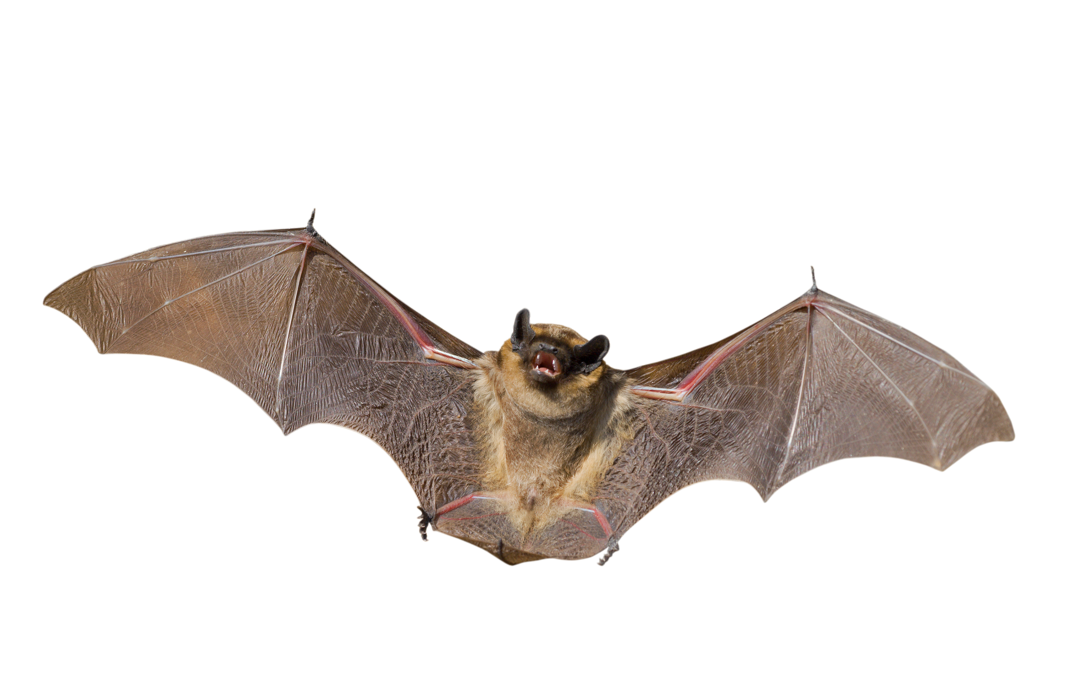 Bat #8