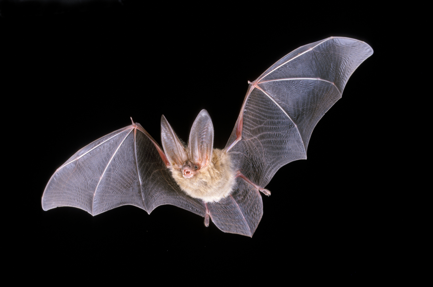 Images of Bat | 1410x935
