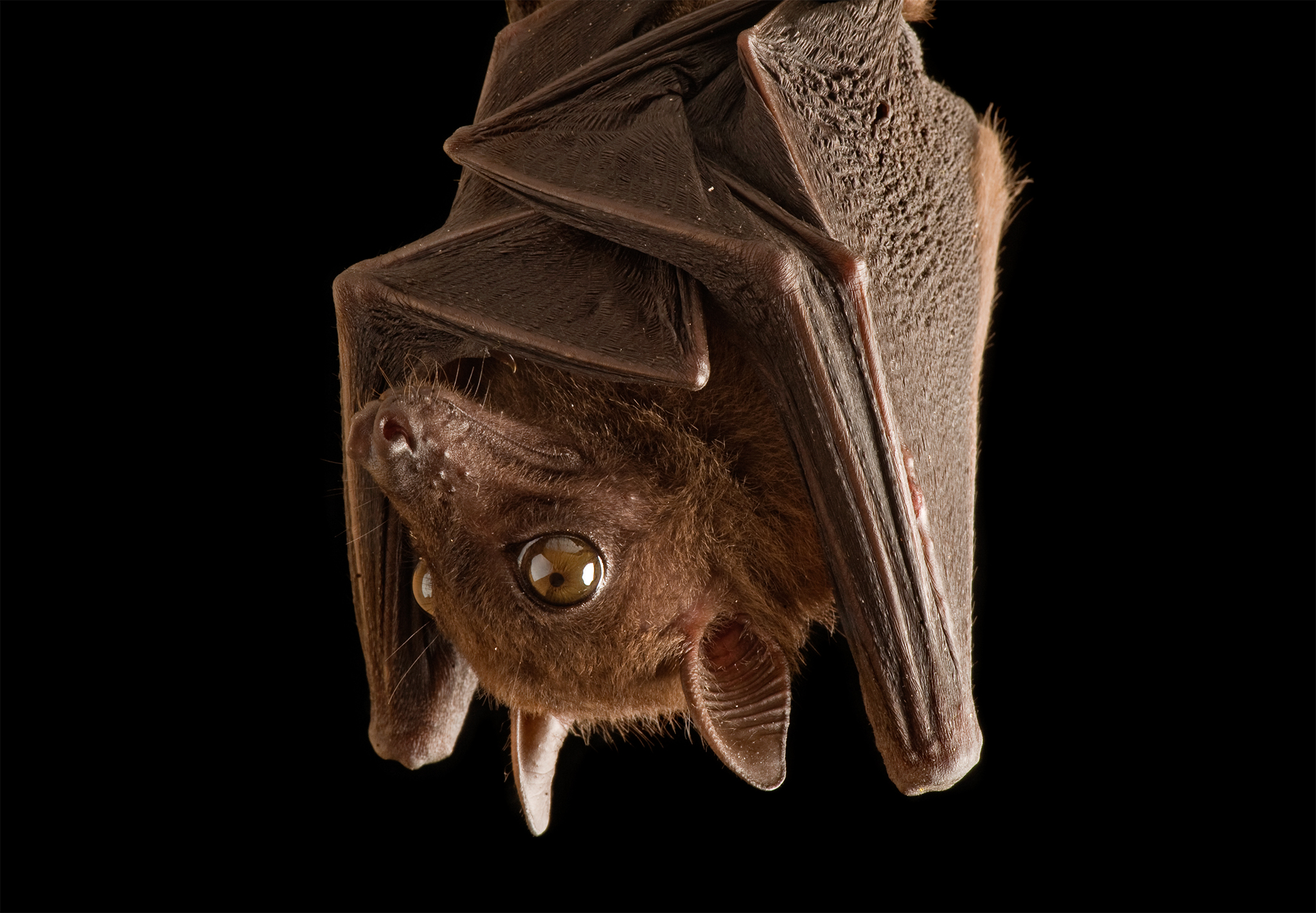 Amazing Bat Pictures & Backgrounds