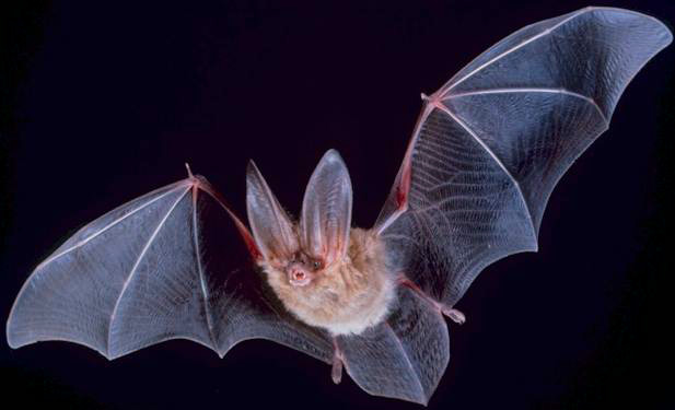 Bat #12