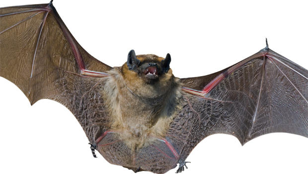 Bat #14