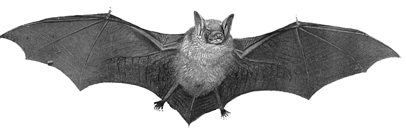 Bat #16