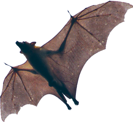 Images of Bat | 558x512