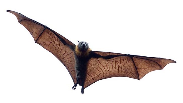 Bat #21