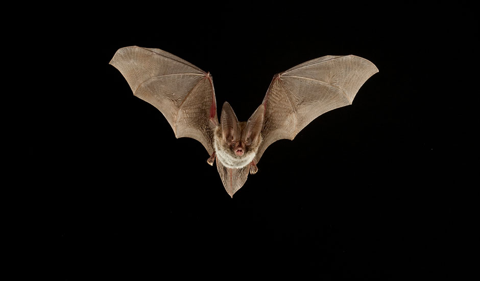 Bat #11