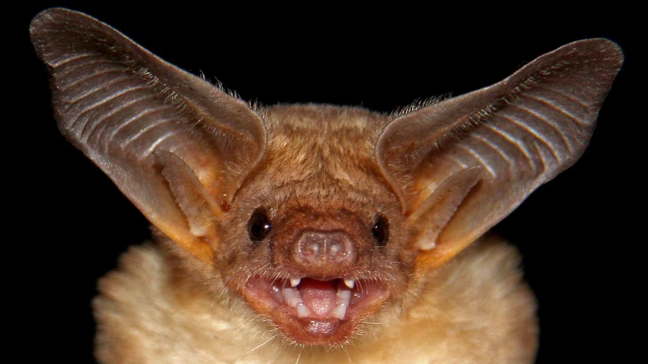 Amazing Bat Pictures & Backgrounds