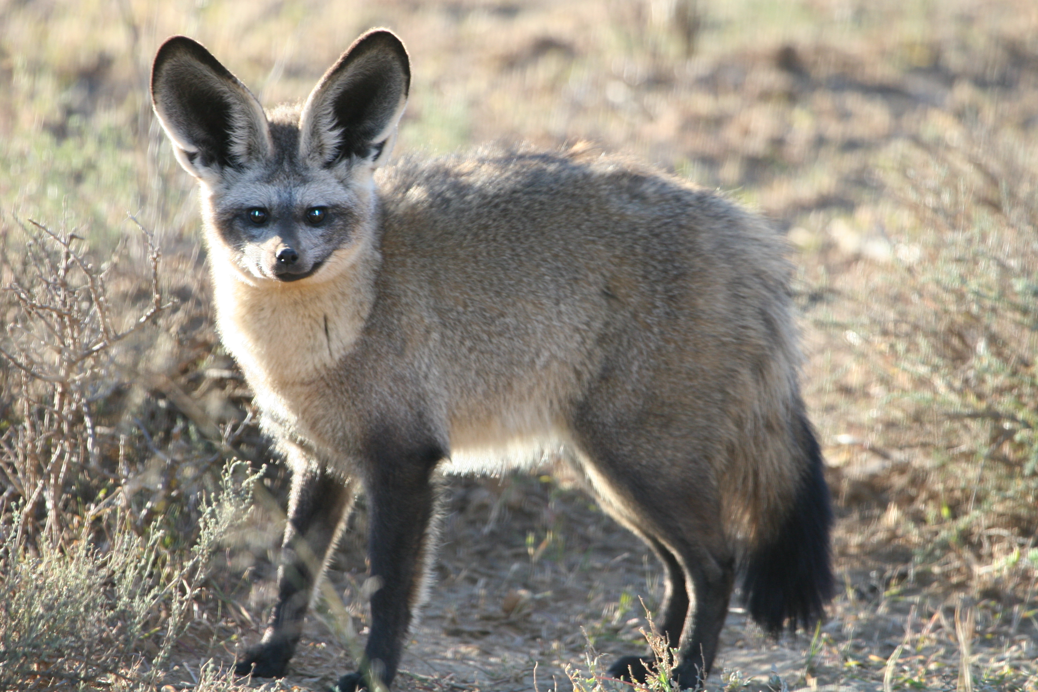 Bat-Eared Fox High Quality Background on Wallpapers Vista