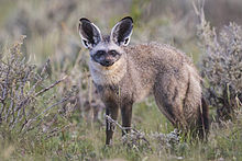Bat-Eared Fox Pics, Animal Collection