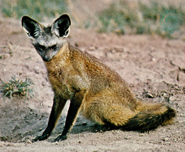 Amazing Bat-Eared Fox Pictures & Backgrounds