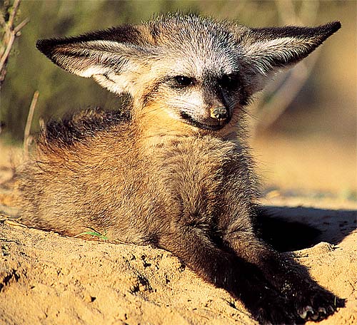Amazing Bat-Eared Fox Pictures & Backgrounds