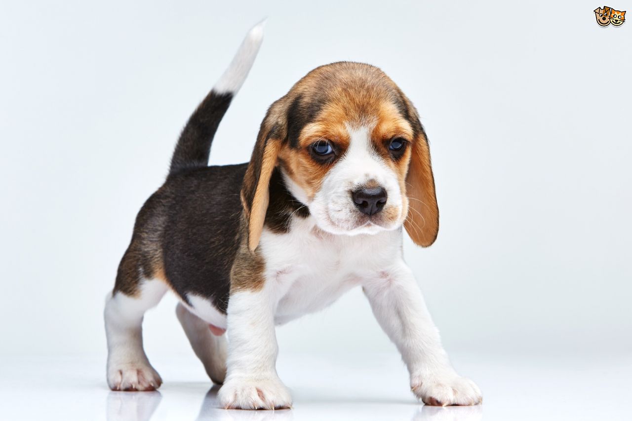 Nice Images Collection: Beagle Desktop Wallpapers