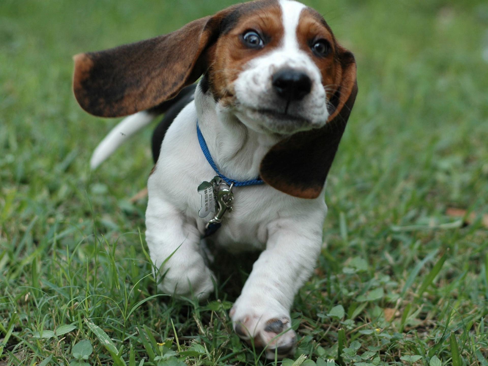 Amazing Beagle Pictures & Backgrounds