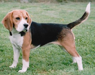 Amazing Beagle Pictures & Backgrounds