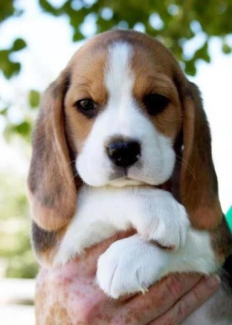 Beagle Backgrounds on Wallpapers Vista