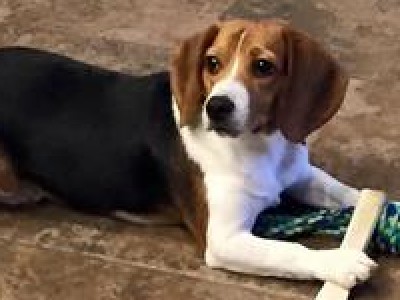 Images of Beagle | 400x300