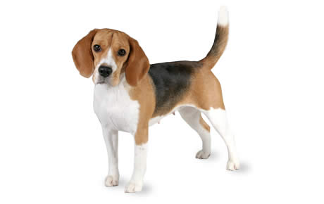 Beagle High Quality Background on Wallpapers Vista