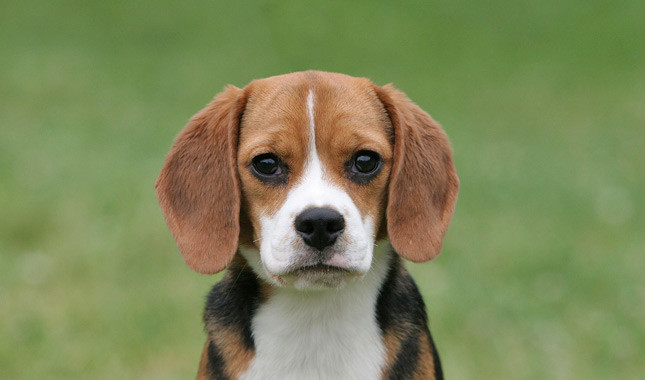 Beagle Pics, Animal Collection