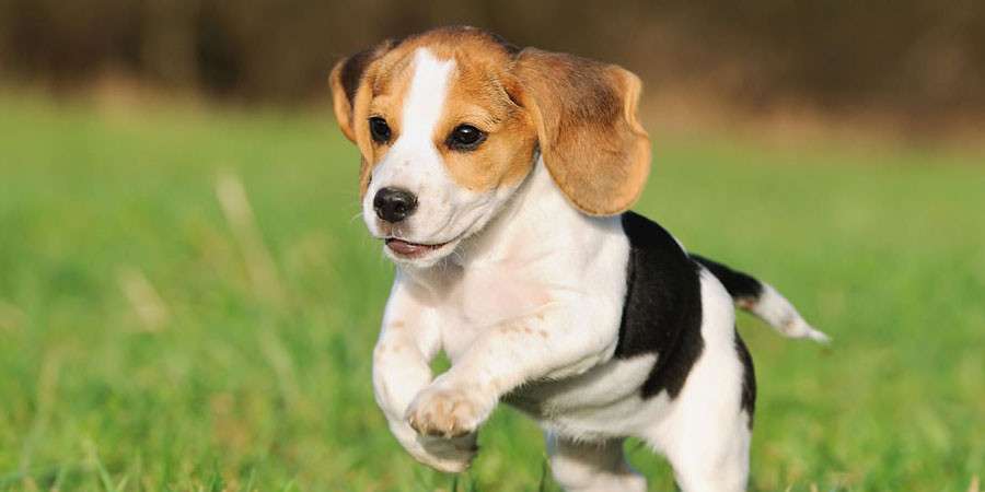 Images of Beagle | 900x450