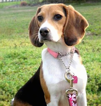 Images of Beagle | 350x368