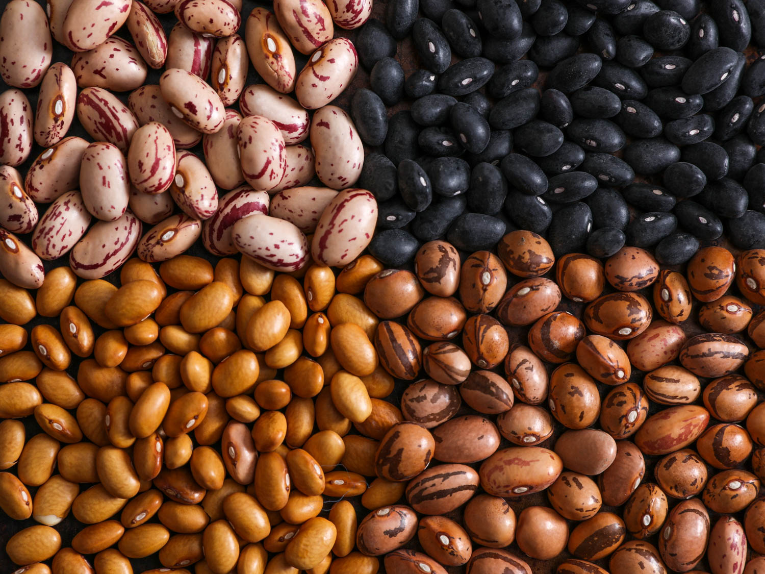 Images of Bean | 1500x1125