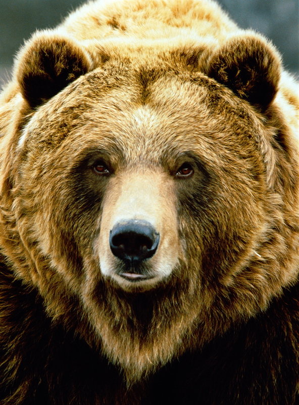 Bear HD wallpapers, Desktop wallpaper - most viewed