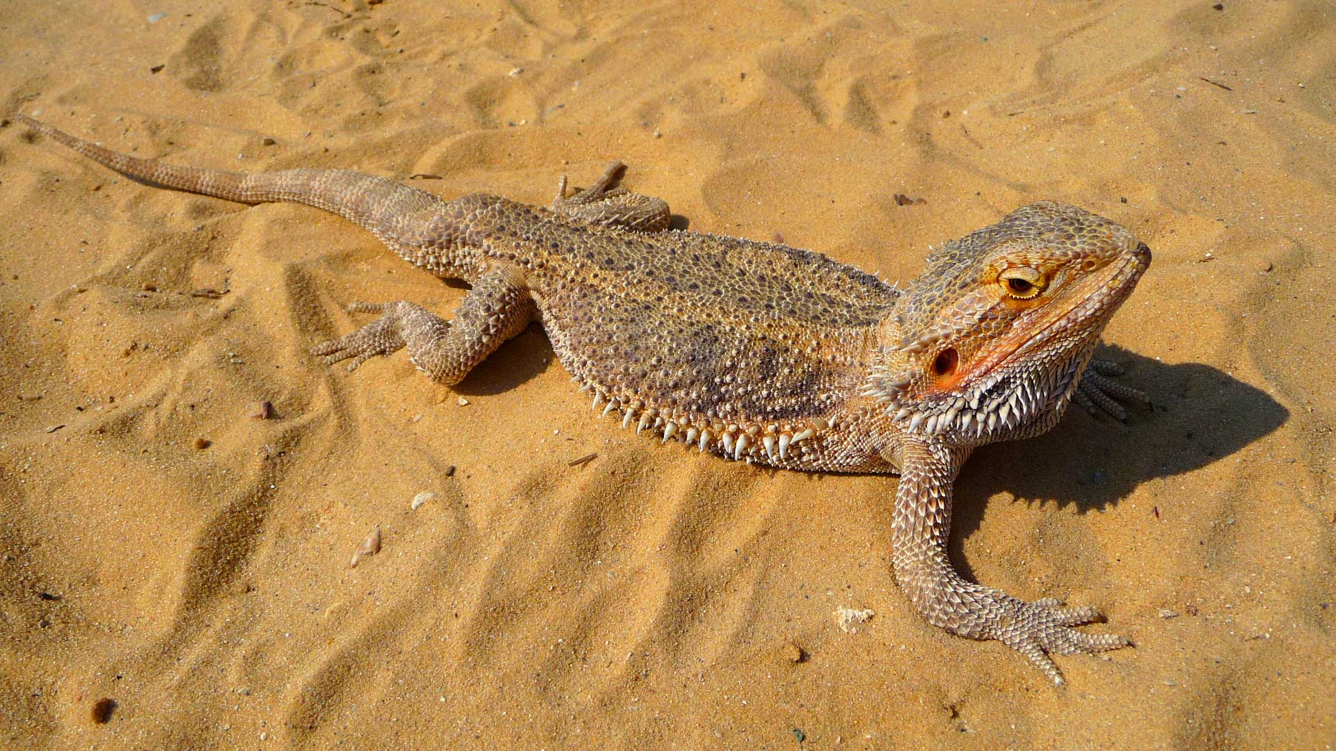 Bearded Dragon Backgrounds on Wallpapers Vista