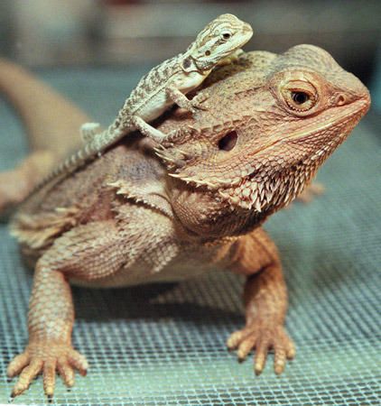 Images of Bearded Dragon | 422x450