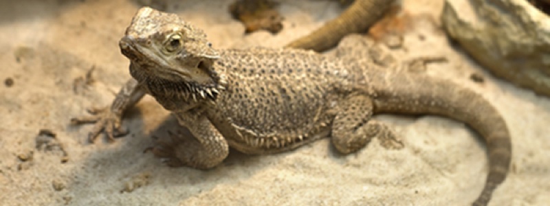 Amazing Bearded Dragon Pictures & Backgrounds