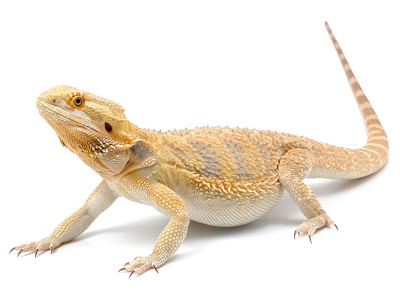 Bearded Dragon Backgrounds on Wallpapers Vista