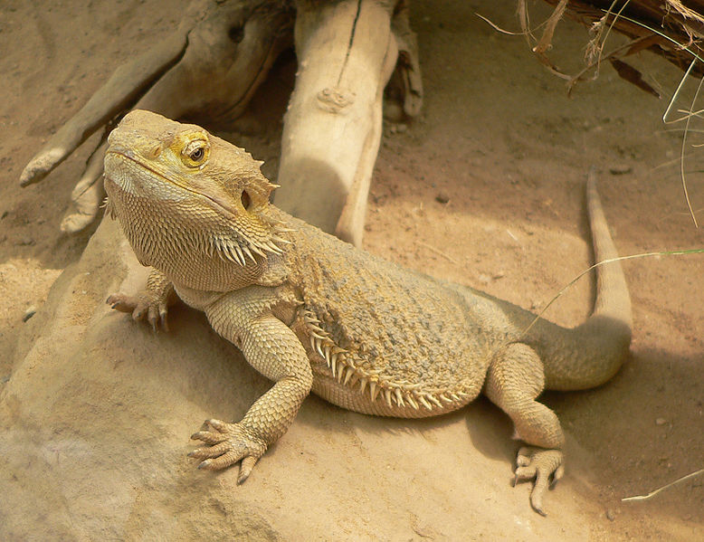 Bearded Dragon Backgrounds, Compatible - PC, Mobile, Gadgets| 778x599 px
