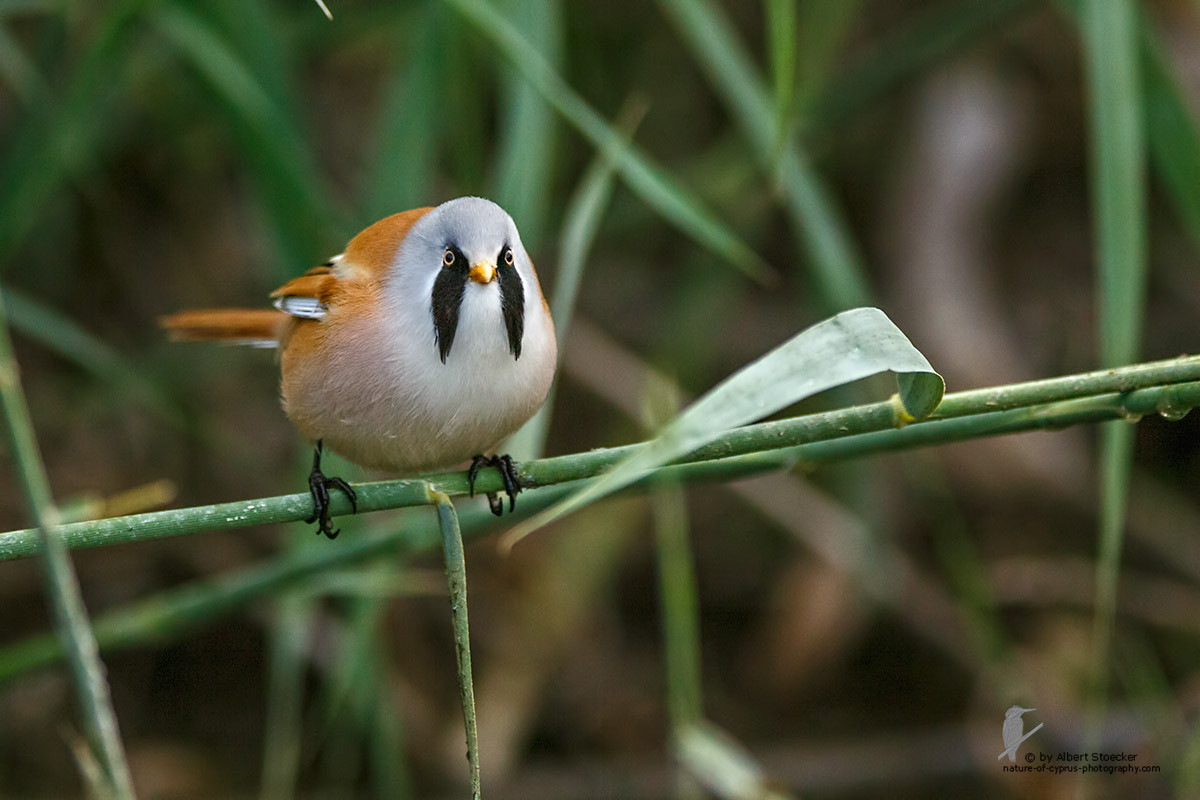 Amazing Bearded Reedling Pictures & Backgrounds