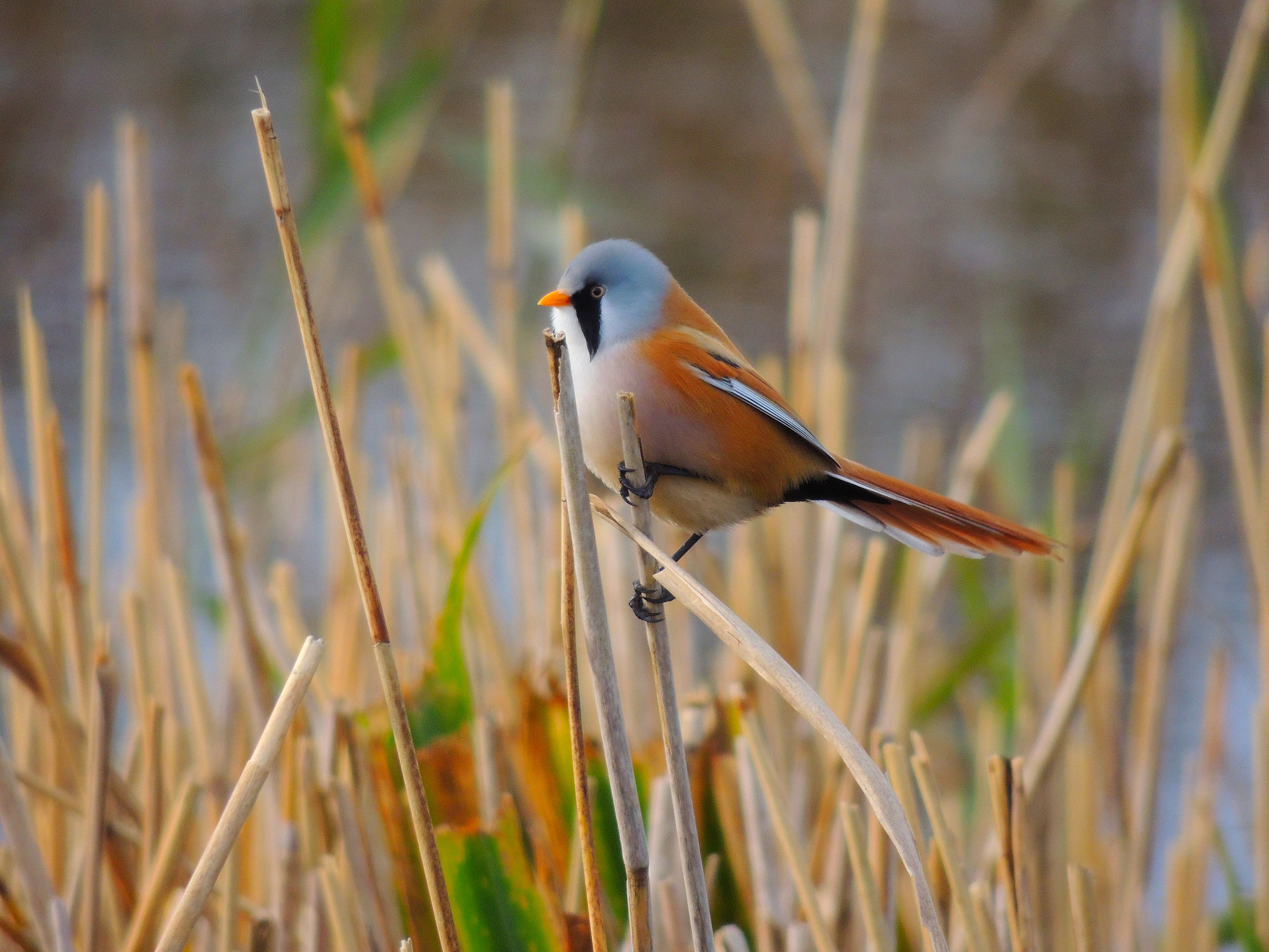 HD Quality Wallpaper | Collection: Animal, 4608x3456 Bearded Reedling