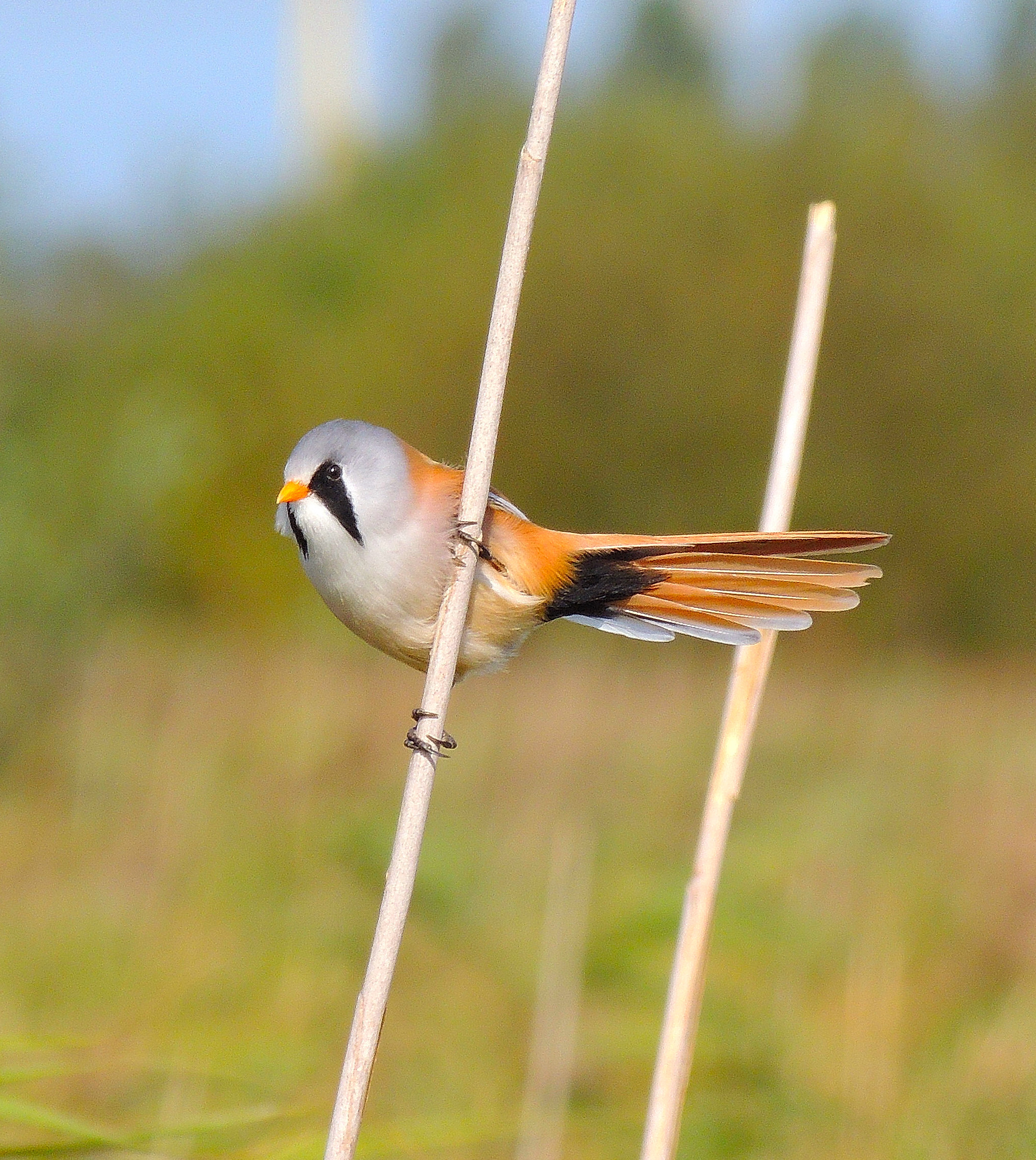 HD Quality Wallpaper | Collection: Animal, 2042x2286 Bearded Reedling