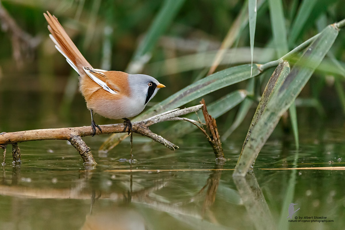 Nice wallpapers Bearded Reedling 1200x800px