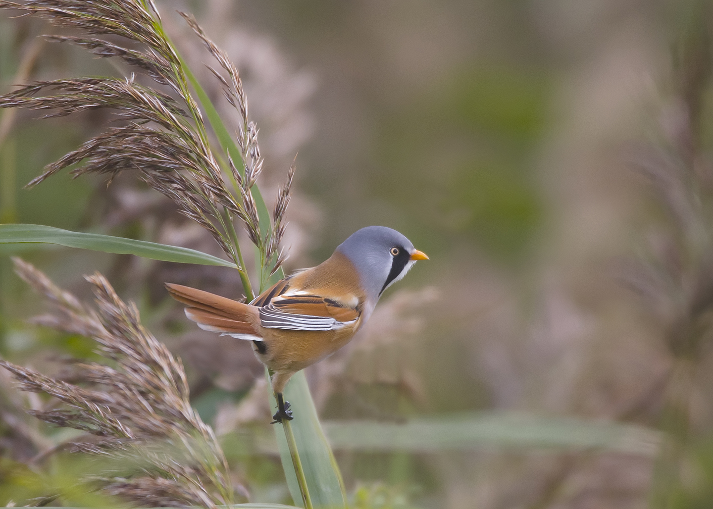 Bearded Reedling Backgrounds, Compatible - PC, Mobile, Gadgets| 1440x1028 px