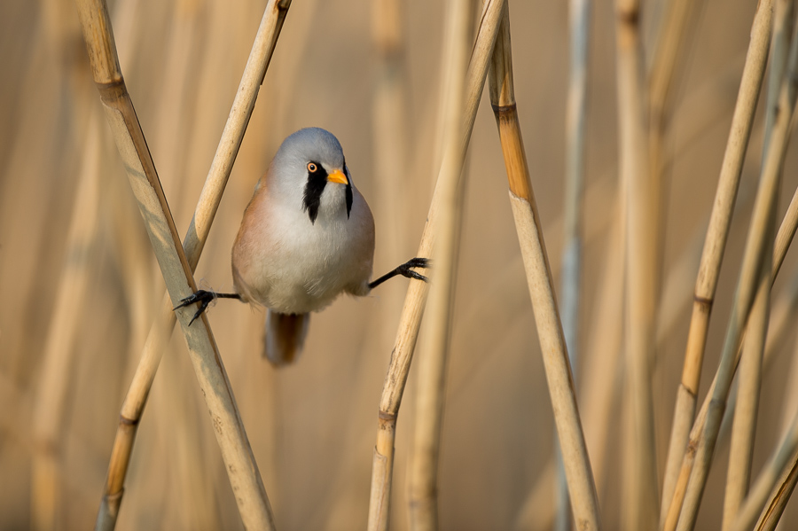 Nice Images Collection: Bearded Reedling Desktop Wallpapers