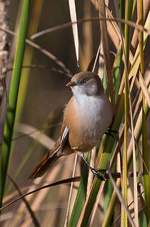Bearded Reedling High Quality Background on Wallpapers Vista