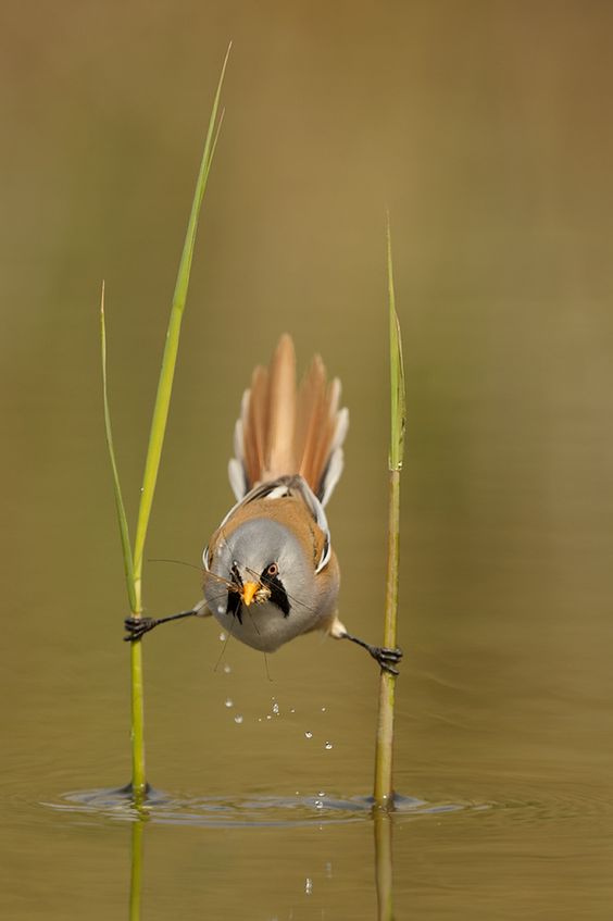 Bearded Reedling Pics, Animal Collection