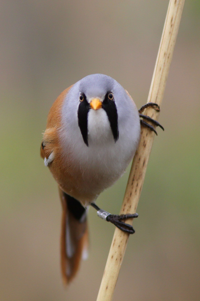Bearded Reedling Pics, Animal Collection