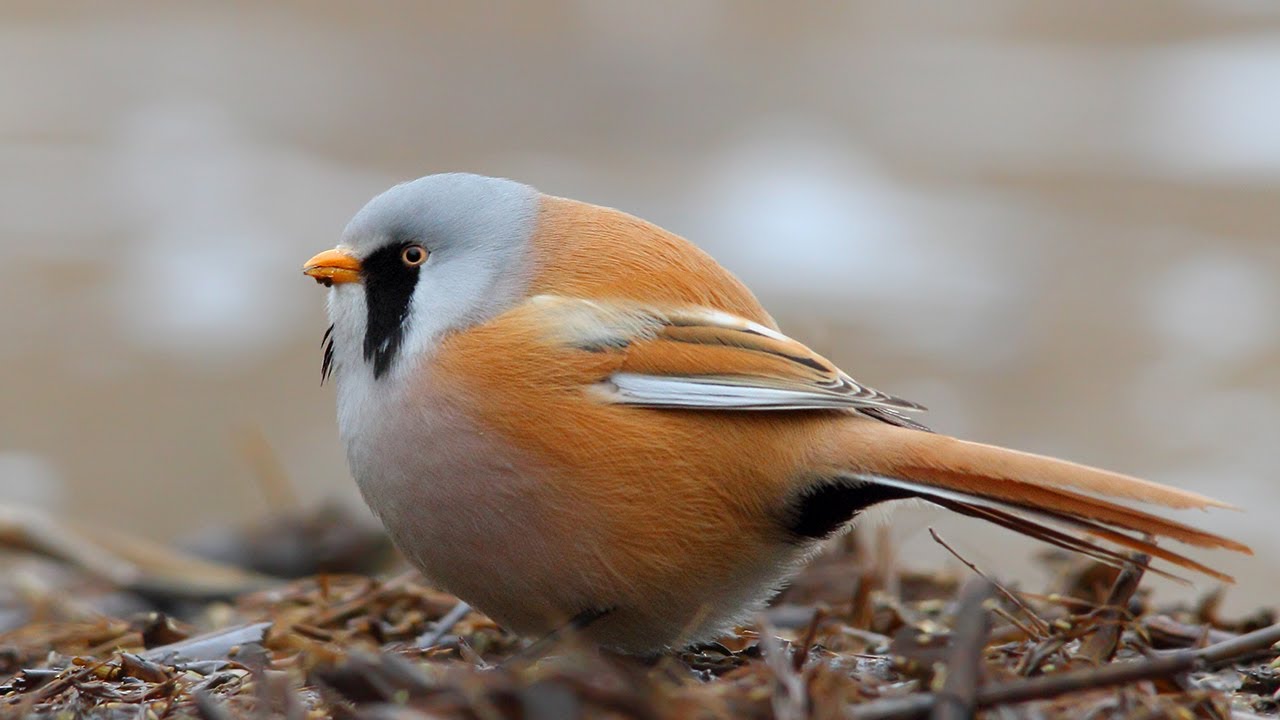 Nice Images Collection: Bearded Reedling Desktop Wallpapers