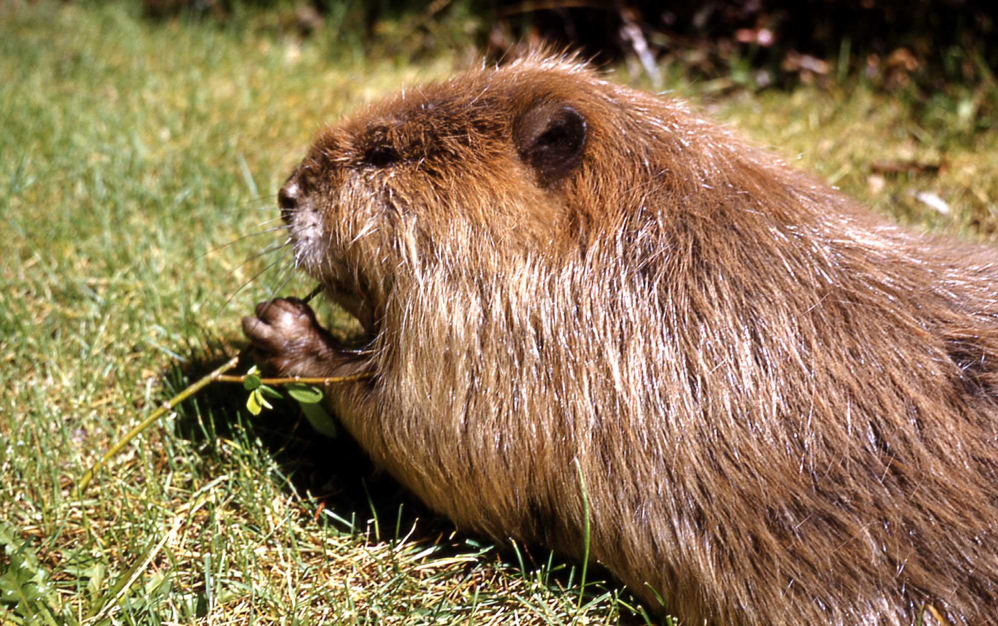 Images of Beaver | 1999x1254