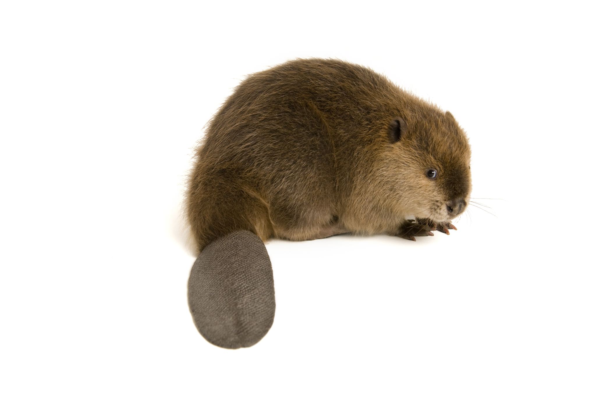 Beaver Pics, Animal Collection