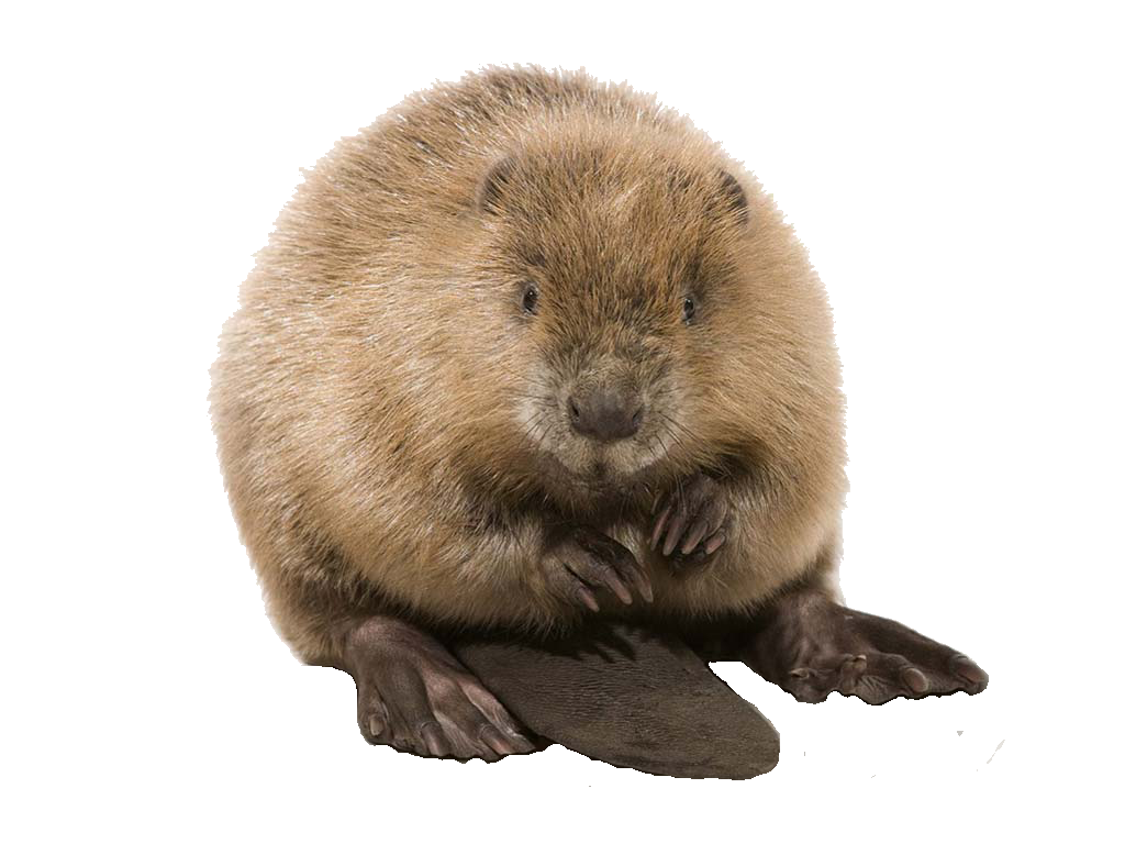 Nice Images Collection: Beaver Desktop Wallpapers