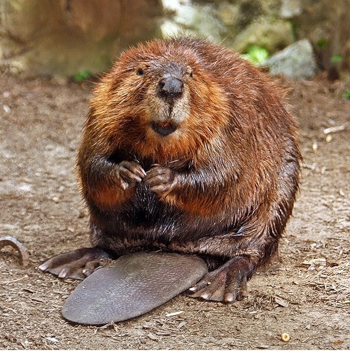 Images of Beaver | 718x721